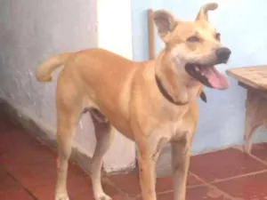 Cachorro raça Srd idade 1 ano nome Duck