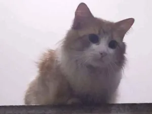 Gato raça  idade 4 anos nome Nil