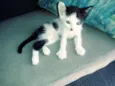 Dora