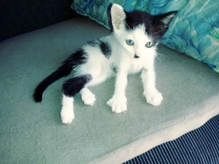 Gato raça Srd idade Abaixo de 2 meses nome Dora