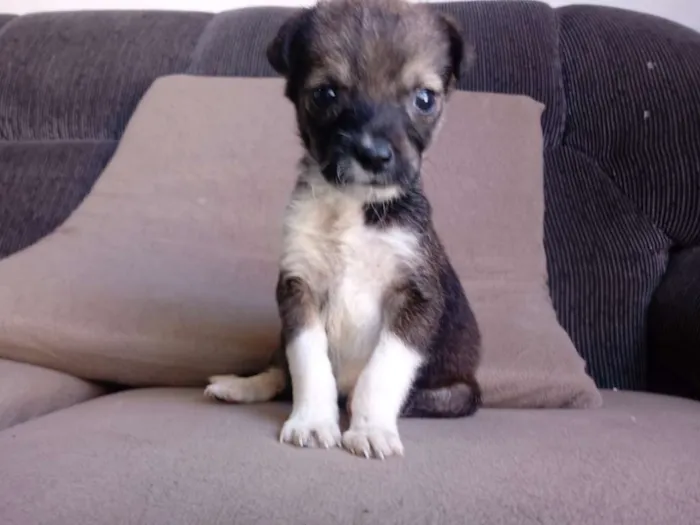 Cachorro raça Srd idade Abaixo de 2 meses nome Vitoria