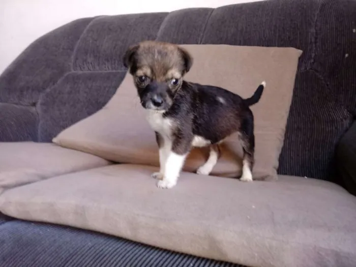 Cachorro raça Srd idade Abaixo de 2 meses nome Vitoria