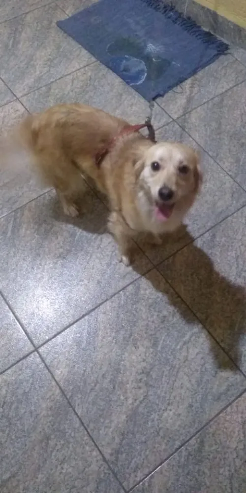 Cachorro ra a Mistura com golden idade 1 ano nome Abandonada