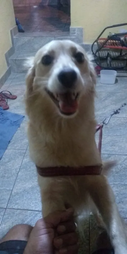 Cachorro ra a Mistura com golden idade 1 ano nome Abandonada