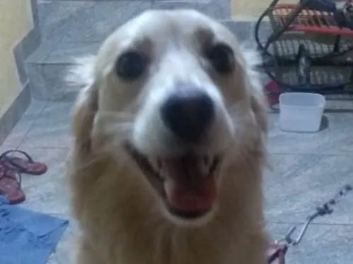 Cachorro ra a Mistura com golden idade 1 ano nome Abandonada