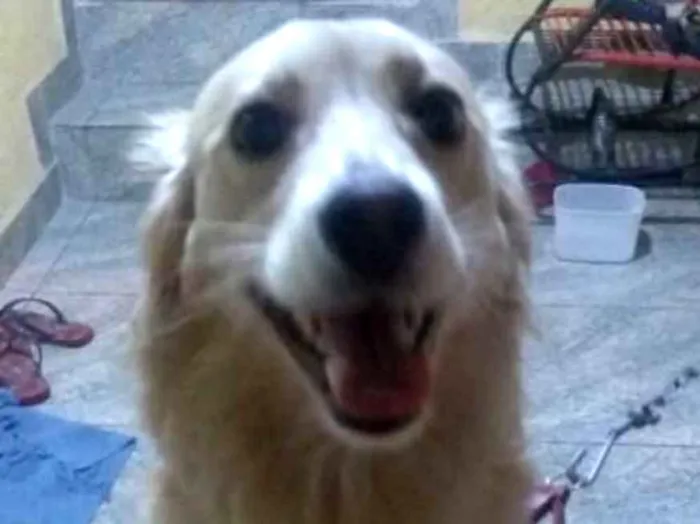 Cachorro ra a Mistura com golden idade 1 ano nome Abandonada