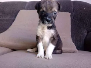 Cachorro raça Srd idade Abaixo de 2 meses nome Vitoria