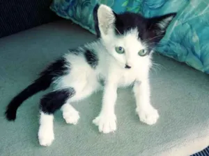 Gato raça Srd idade Abaixo de 2 meses nome Dora