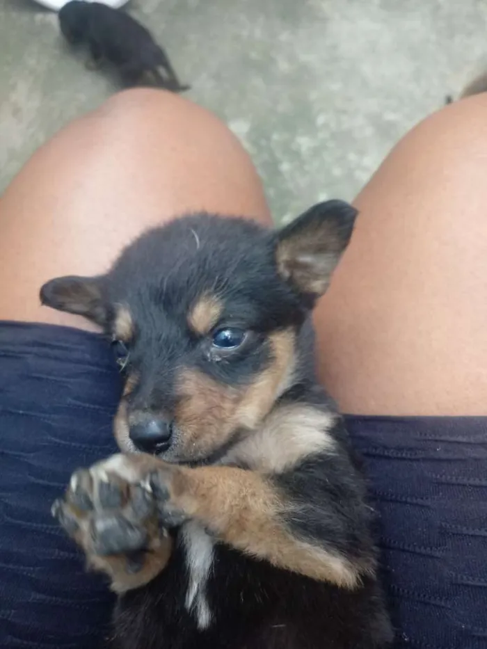 Cachorro ra a  idade 2 a 6 meses nome Eles não tem nome ai