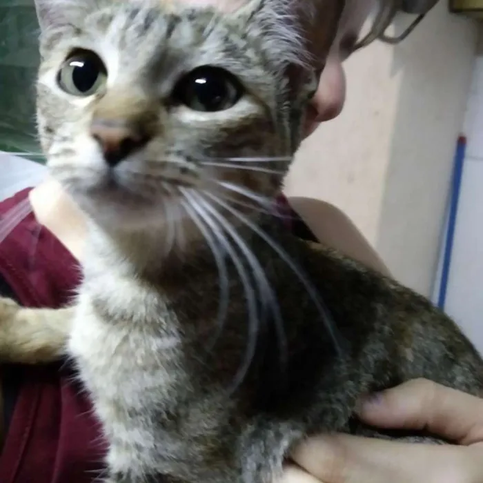 Gato ra a Srd idade 2 a 6 meses nome Não tem nome
