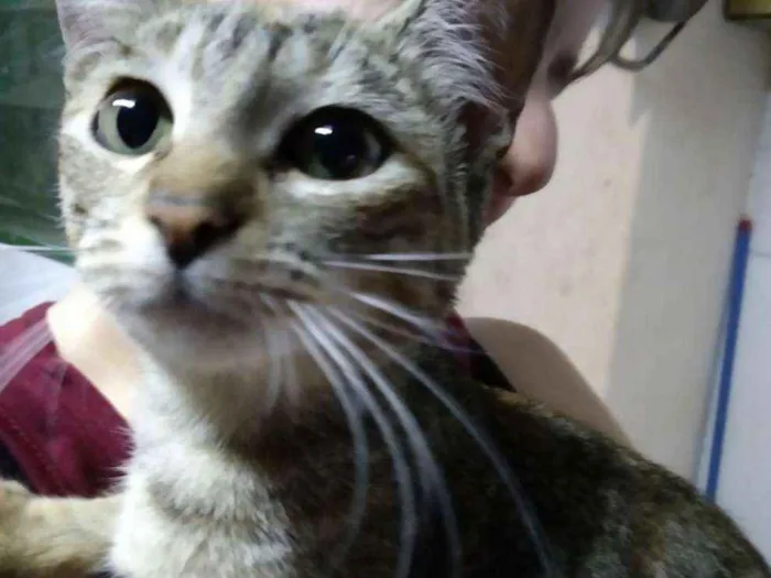 Gato ra a Srd idade 2 a 6 meses nome Não tem nome