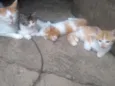 Bolinha e branquinha
