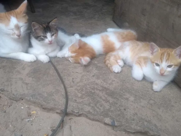 Cachorro ra a misto idade Abaixo de 2 meses nome Bolinha e branquinha