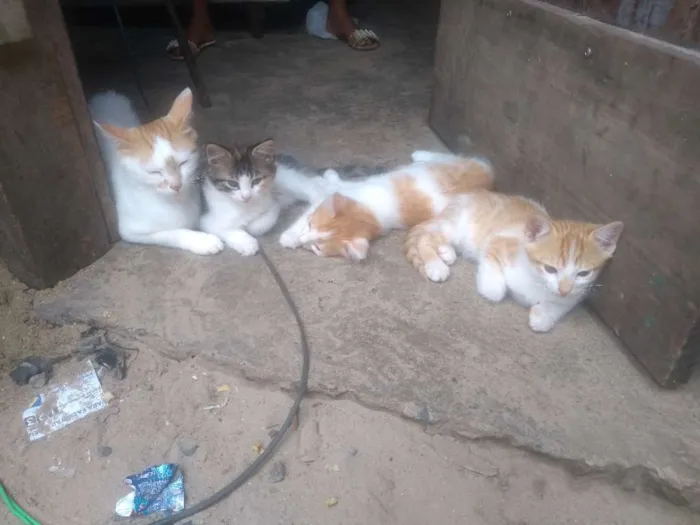 Cachorro ra a misto idade Abaixo de 2 meses nome Bolinha e branquinha