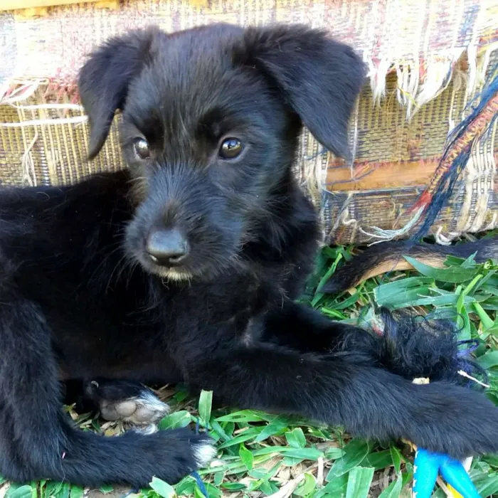 Cachorro ra a Srd idade 2 a 6 meses nome Mônica, cebolinha