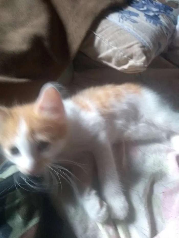 Cachorro ra a misto idade Abaixo de 2 meses nome Bolinha e branquinha