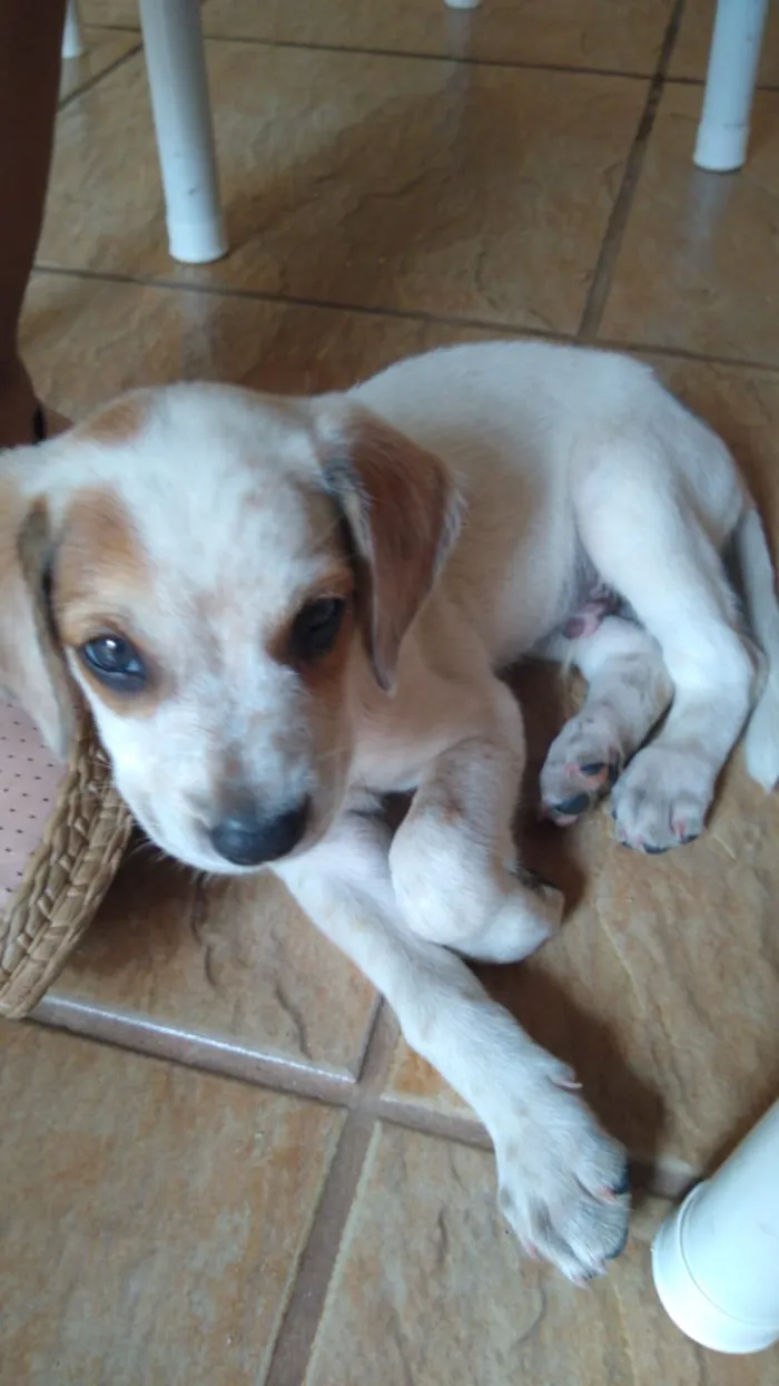 Cachorro ra a americano idade 2 a 6 meses nome chico