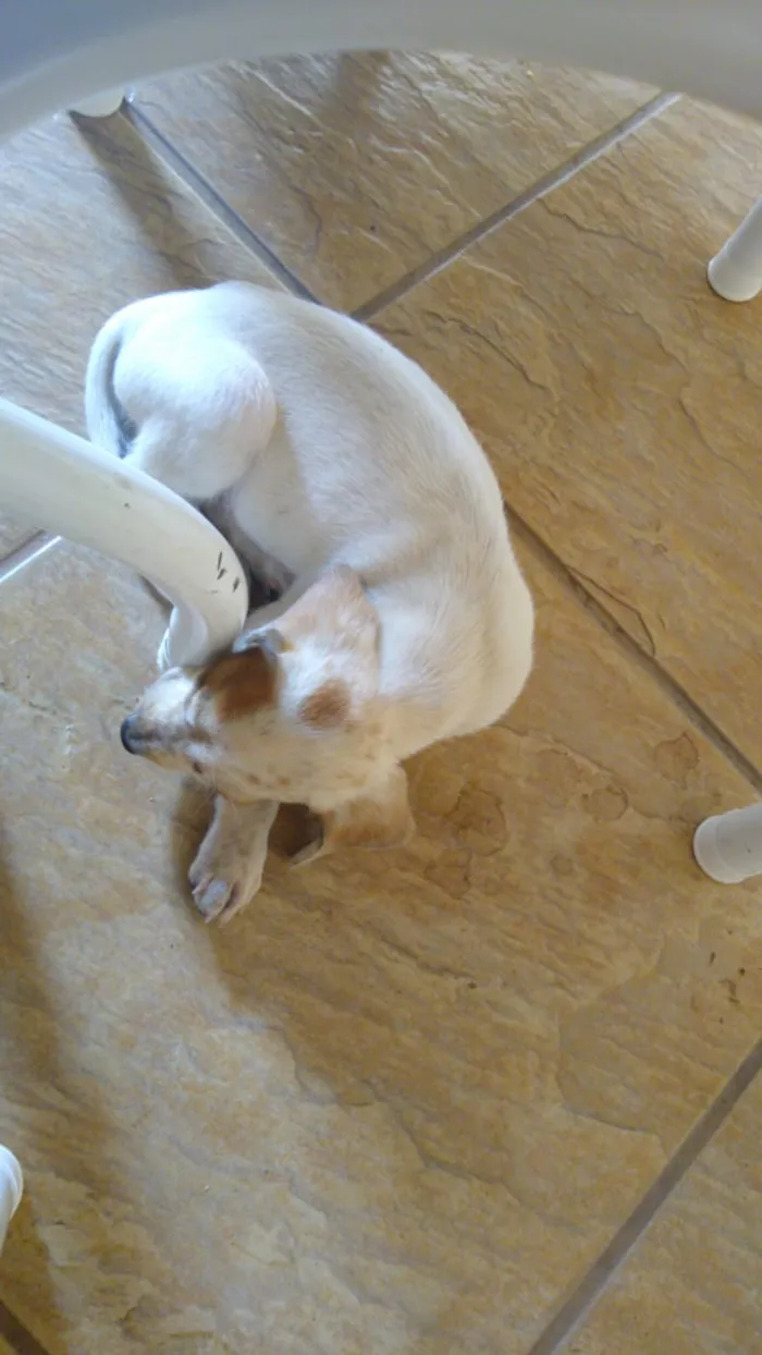 Cachorro ra a americano idade 2 a 6 meses nome chico