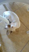 chico