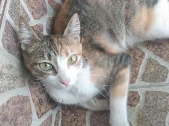 Gato ra a Vira-lata idade 2 a 6 meses nome Mestiça