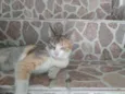 Mestiça