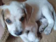 chico