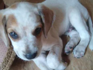 Cachorro raça americano idade 2 a 6 meses nome chico