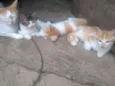 Bolinha e branquinha