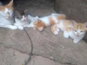 Cachorro raça misto idade Abaixo de 2 meses nome Bolinha e branquinha