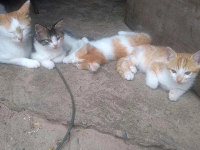 Cachorro ra a misto idade Abaixo de 2 meses nome Bolinha e branquinha