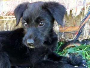 Cachorro raça Srd idade 2 a 6 meses nome Mônica, cebolinha