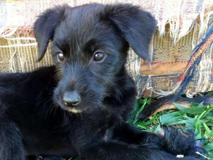 Cachorro ra a Srd idade 2 a 6 meses nome Mônica, cebolinha