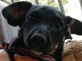 Cachorro raça Vira-lata pequeno  idade Abaixo de 2 meses nome Black 