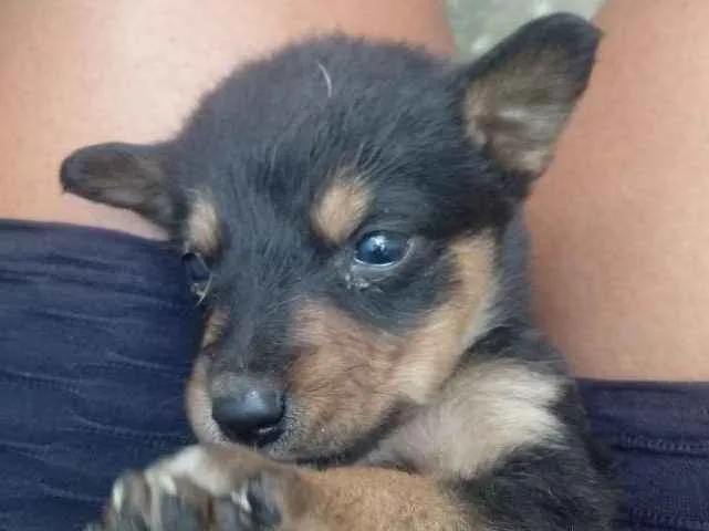 Cachorro ra a  idade 2 a 6 meses nome Eles não tem nome ai