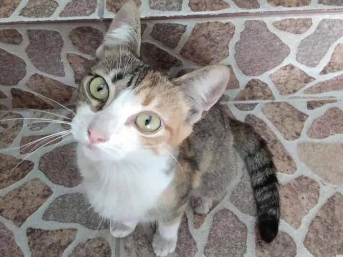 Gato ra a Vira-lata idade 2 a 6 meses nome Mestiça
