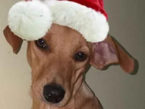Cachorro raça  idade 2 anos nome Filó Pequena
