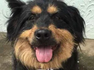 Cachorro raça  idade 6 ou mais anos nome Pelúcio