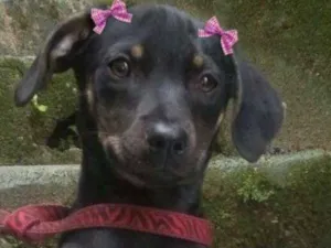 Cachorro raça  idade 2 a 6 meses nome Janete Bebezinha
