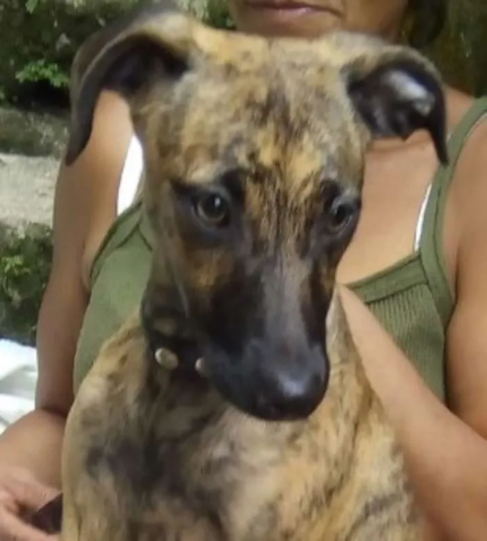 Cachorro ra a  idade 2 a 6 meses nome Julieta Bebezinha