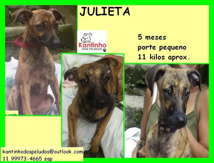 Cachorro ra a  idade 2 a 6 meses nome Julieta Bebezinha