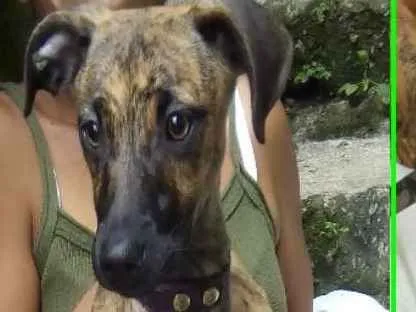 Cachorro ra a  idade 2 a 6 meses nome Julieta Bebezinha