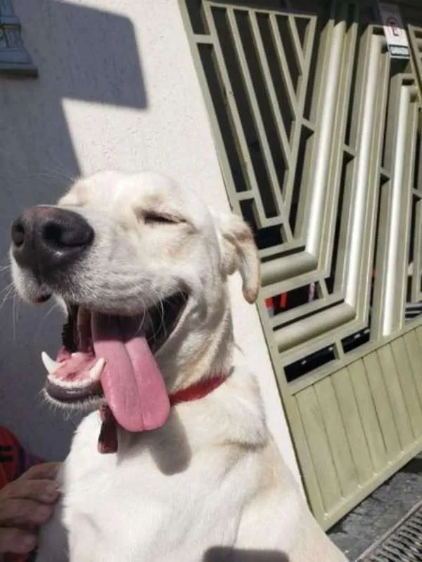 Cachorro ra a  idade 1 ano nome Spyky