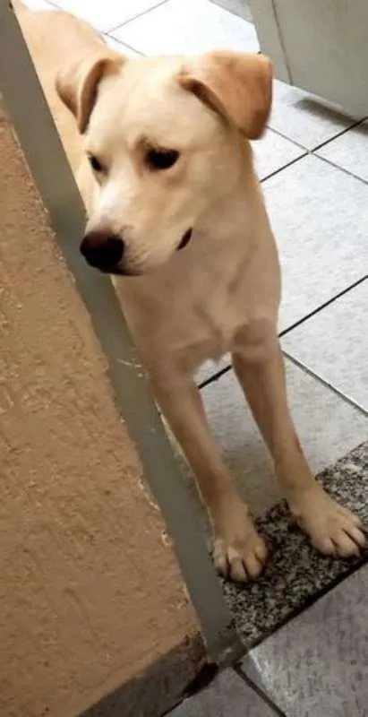 Cachorro ra a  idade 1 ano nome Spyky