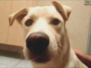 Cachorro raça  idade 1 ano nome Spyky