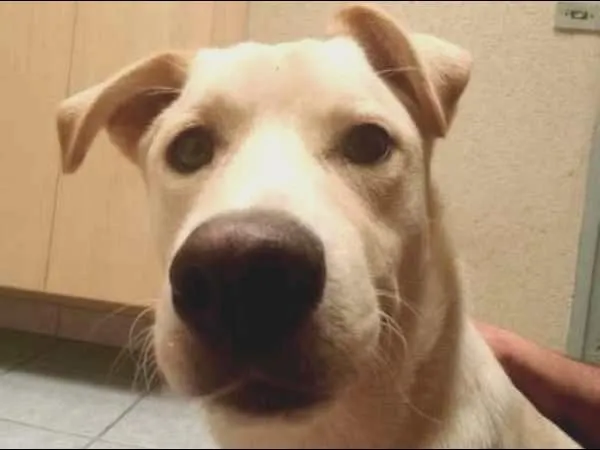 Cachorro ra a  idade 1 ano nome Spyky