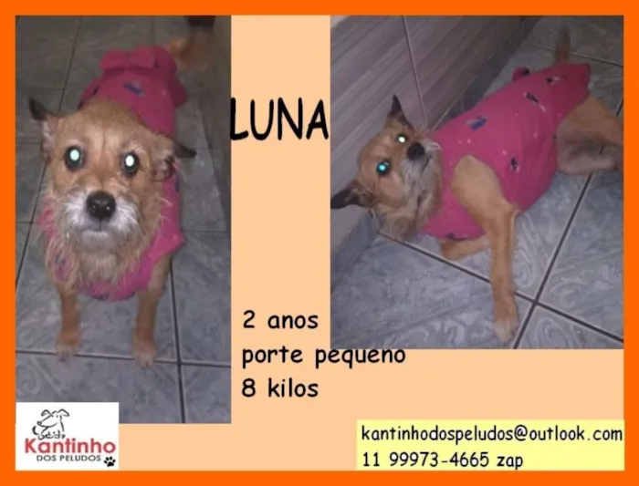 Cachorro ra a  idade 2 anos nome Luna Pequena