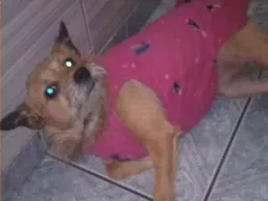 Cachorro raça  idade 2 anos nome Luna Pequena