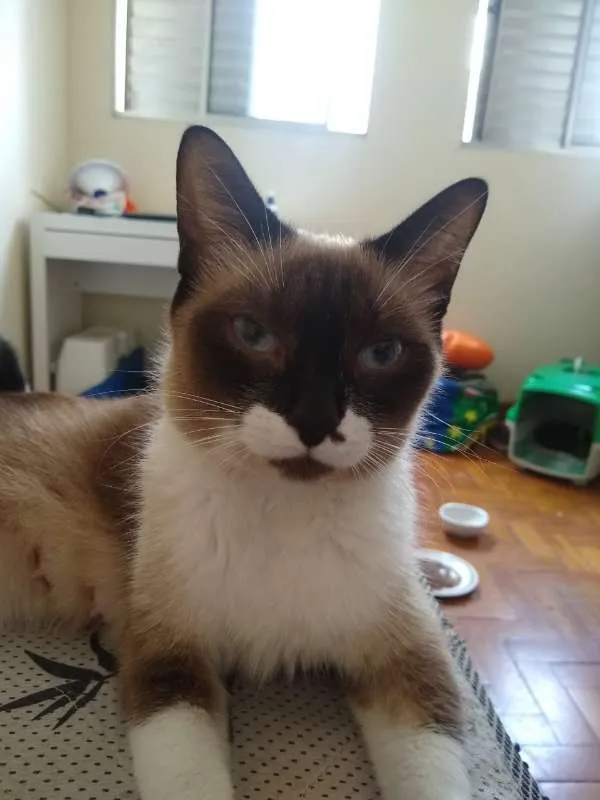 Gato ra a SRD idade 7 a 11 meses nome Mel