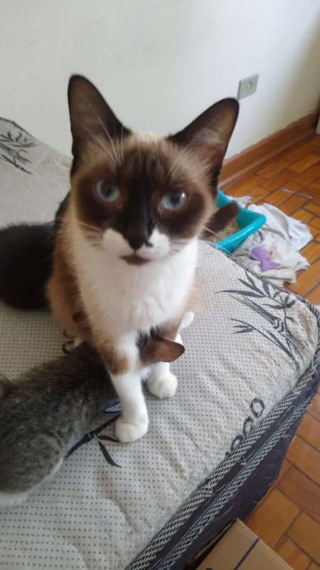Gato ra a SRD idade 7 a 11 meses nome Mel