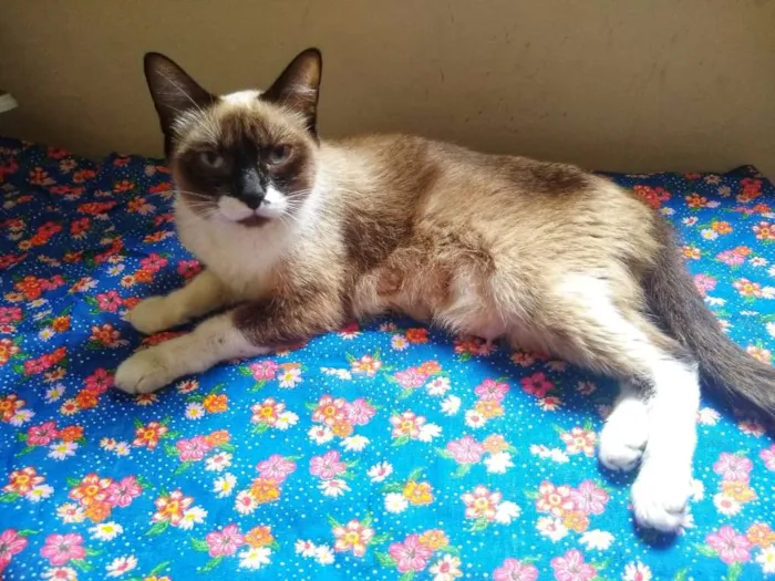 Gato ra a SRD idade 7 a 11 meses nome Mel